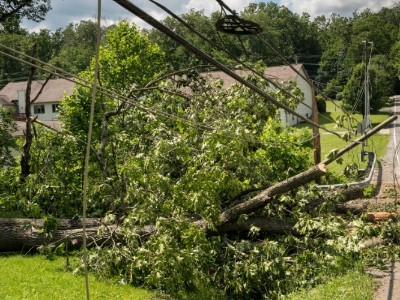 【華強電纜】電線下的樹如何處理？可不可以自己砍掉？